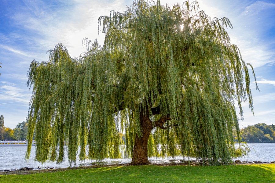 Willow Runes