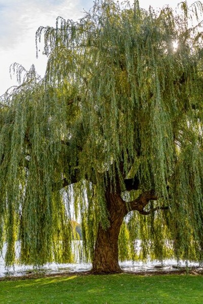 Willow